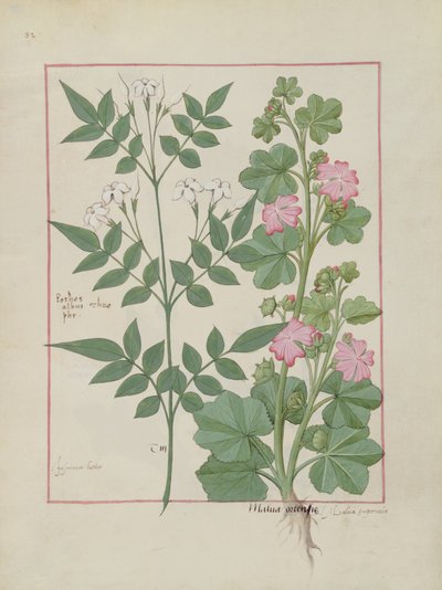 Illustration from the Book of Simple Medicines by Mattheaus Platearius by Robinet Testard
